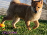 À vendre, 1 chiot femelle Shiba Inu LOF