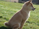 1 chiot mâle Shiba Inu à vendre (LOF)