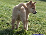 1 chiot mâle Shiba Inu à vendre (LOF)
