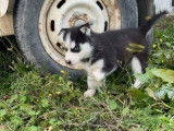 Vente d’un chiot femelle Husky Sibérien LOF