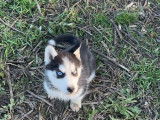 Vente d’un chiot femelle Husky Sibérien LOF