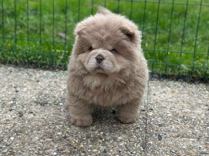 3 chiots Chow Chow à vendre (LOF)