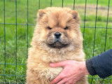 3 chiots Chow Chow à vendre (LOF)
