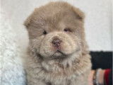 3 chiots Chow Chow à vendre (LOF)