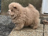 3 chiots Chow Chow à vendre (LOF)