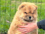 3 chiots Chow Chow à vendre (LOF)