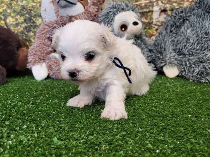 1 chiot mâle Bichon Maltais LOF à réserver