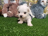 1 chiot m&acirc;le Bichon Maltais LOF &agrave; r&eacute;server