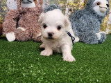 1 chiot m&acirc;le Bichon Maltais LOF &agrave; r&eacute;server