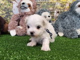 1 chiot m&acirc;le Bichon Maltais LOF &agrave; r&eacute;server