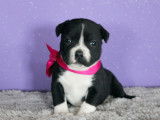 4 chiots Staffordshire Bull Terrier à réserver (LOF)