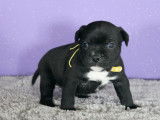 4 chiots Staffordshire Bull Terrier à réserver (LOF)