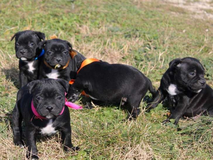 À réserver, 3 chiots Staffordshire Bull Terrier LOF