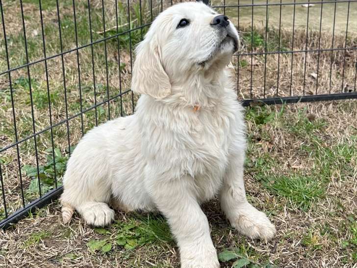 Chiot Golden Retriever (LOF)