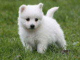 Mise en vente de 4 chiots Spitz Japonais LOF