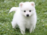 Mise en vente de 4 chiots Spitz Japonais LOF
