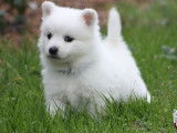 Mise en vente de 4 chiots Spitz Japonais LOF