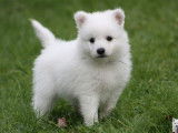 Mise en vente de 4 chiots Spitz Japonais LOF