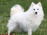 Mise en vente de 4 chiots Spitz Japonais LOF