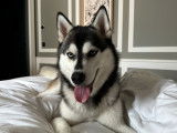 Mâle Husky Sibérien disponible pour saillie