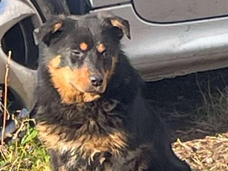 Chiot femelle Berger Australien croisée Labrador à vendre