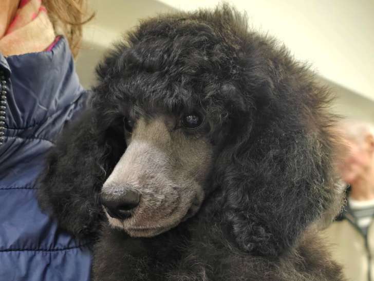 Chiots de race Caniche à vendre (3 femelles & 6 mâles)