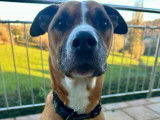 Chien mâle croisé American Staff à donne