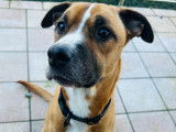 Chien mâle croisé American Staff à donne