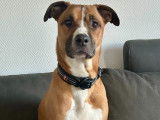 Chien mâle croisé American Staff à donne