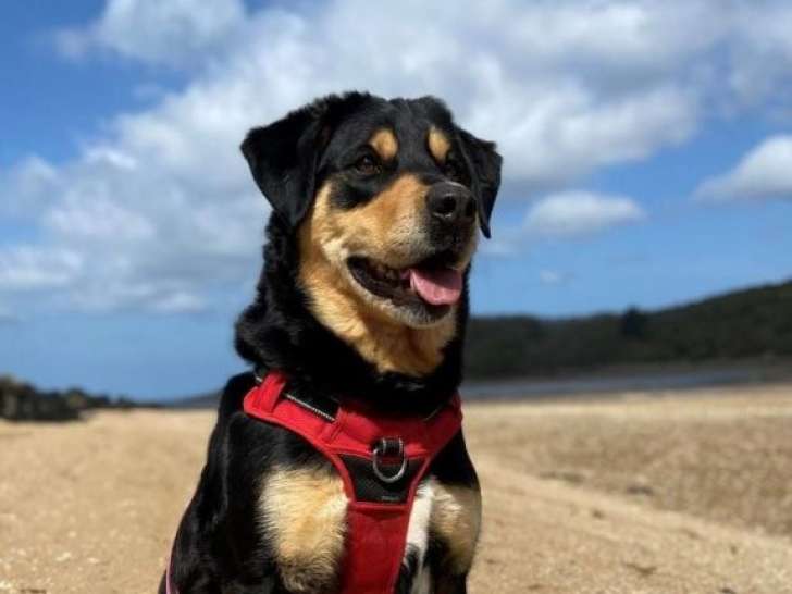 Ruby, chiot Beauceron à donner