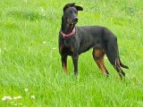 Femelle Beauceron disponible pour saillie