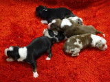 Magnifiques chiots Berger Australien LOF à vendre