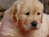 Magnifiques chiots Golden Retiever LOF élevés en famille à vendre