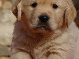 Magnifiques chiots Golden Retiever LOF élevés en famille à vendre