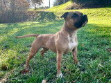Chiots Staffordshire Bull Terrier LOF à vendre
