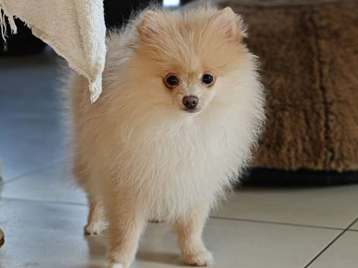 Chiots Loulou de Poméranie (Spitz Nain) à vendre