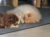 Chiots Loulou de Poméranie (Spitz Nain) à vendre