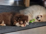 Chiots Loulou de Poméranie (Spitz Nain) à vendre