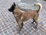 Mâle Berger Belge Malinois disponible pour saillie