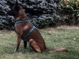 M&acirc;le Berger Belge Malinois disponible pour saillie