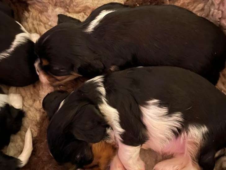 3 chiots Cavaliers King Charles LOF à réserver