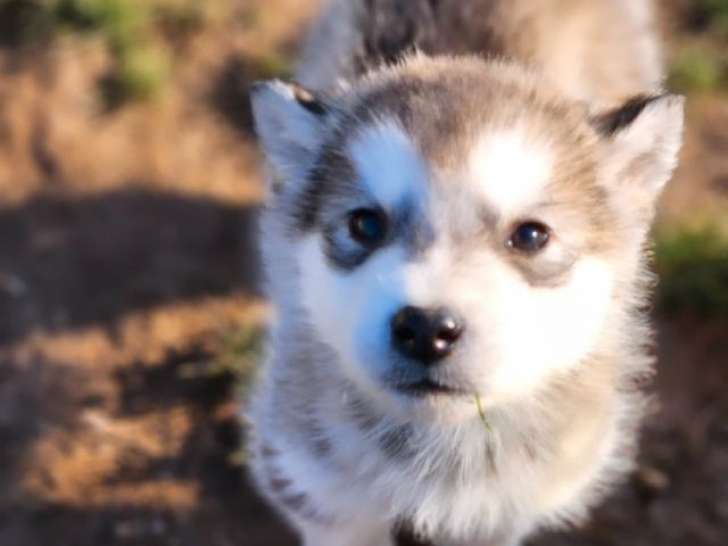 2 chiots Malamute d’Alaska non LOF à vendre