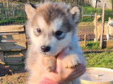 2 chiots Malamute d’Alaska non LOF à vendre