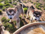 2 chiots Malamute d’Alaska non LOF à vendre