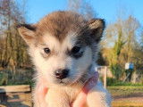 2 chiots Malamute d’Alaska non LOF à vendre