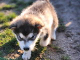 2 chiots Malamute d’Alaska non LOF à vendre