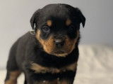 7 chiots Rottweiler LOF disponibles à la réservation
