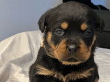 7 chiots Rottweiler LOF disponibles à la réservation