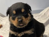 7 chiots Rottweiler LOF disponibles à la réservation