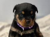 7 chiots Rottweiler LOF disponibles à la réservation
